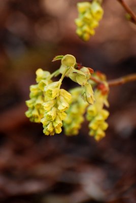 Corylopsis pauciflora - lískovníček chudokvětý - květ